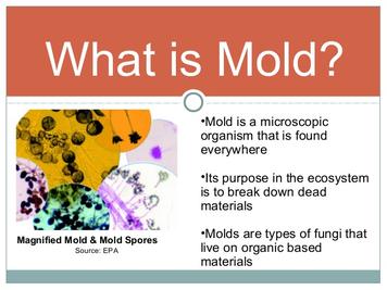 What Is Mold